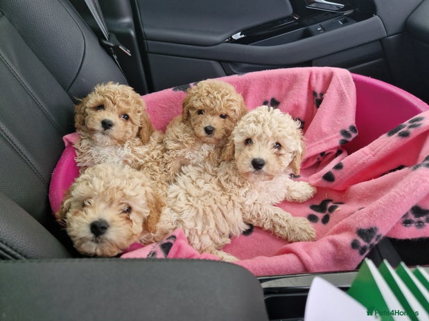 Poochon dogs - Advert 6