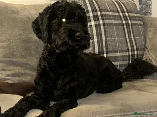 Cockapoo dogs Beautiful natured cockapoo for stud - Advert 5