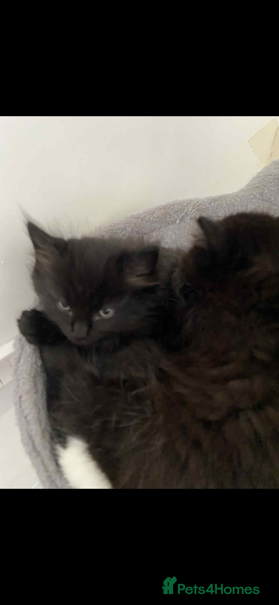 Maine Coon cats for sale: Maine coon  X ragdoll - Image 5
