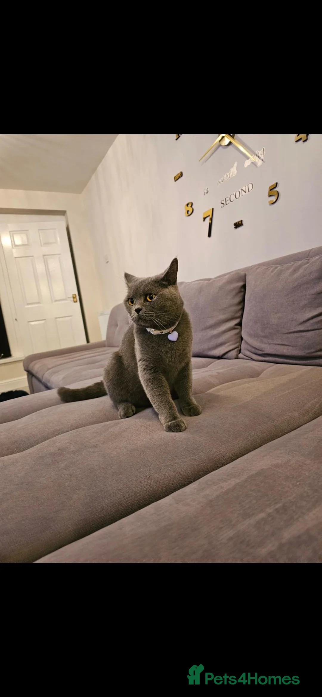 British Shorthair cats for sale:  GCCF British Shorthair Championship line - Advert 5