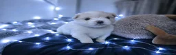 Maltese dogs for sale: 🐶4 Beautiful Maltese Puppies – 3 Boys & 1 Girl - Advert 20