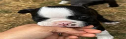 Boston Terrier dogs for sale: Stunning litter of Boston terrier puppies  - Advert 17