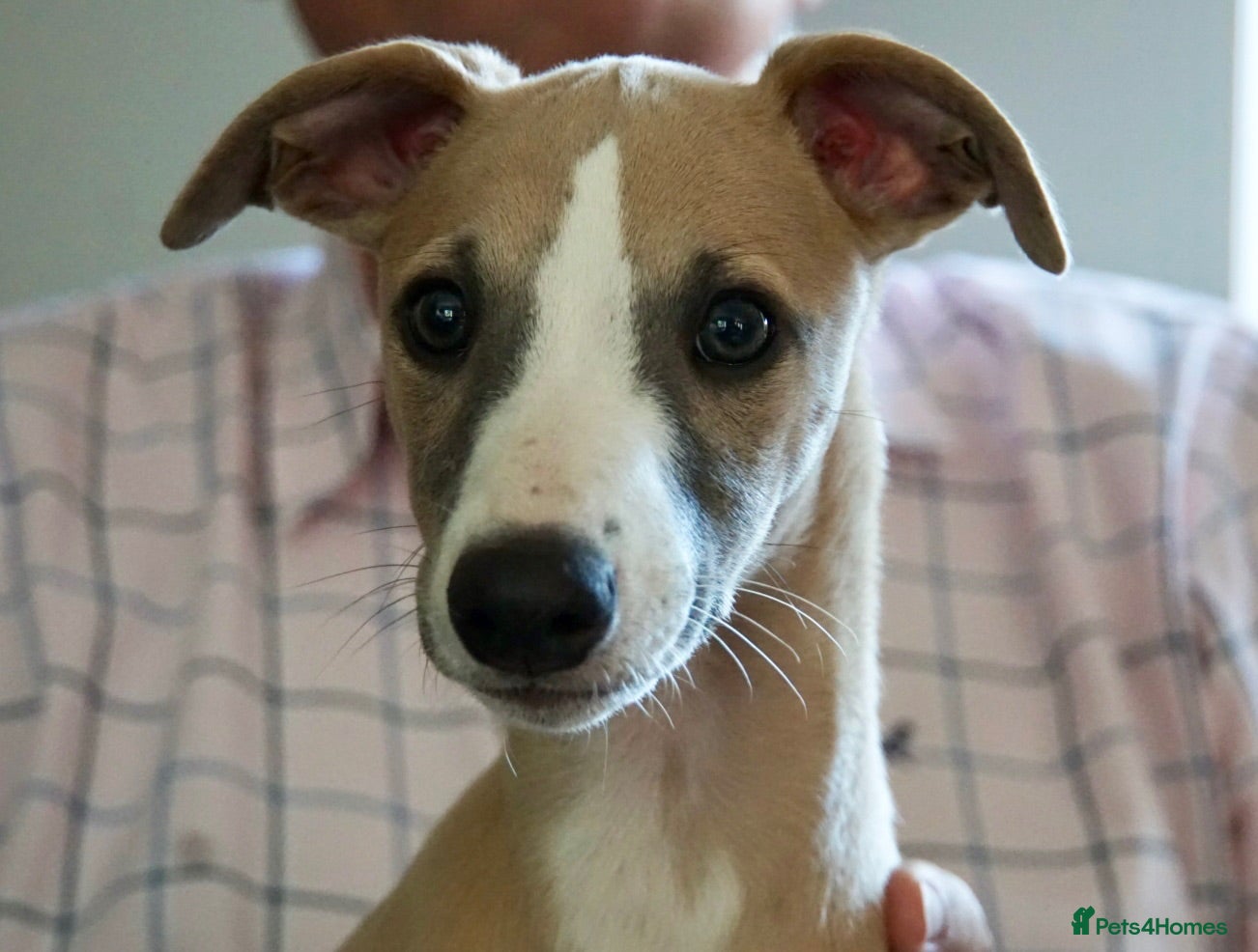 Whippet dogs Crufts winning parents - Advert 15