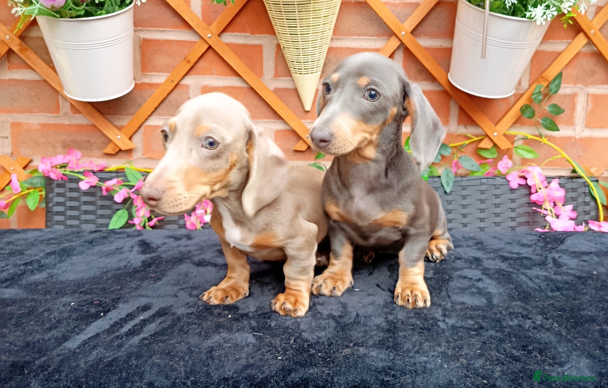 Miniature Dachshund dogs READY NOW VERY PETIT MINIDAXIS KC REG PRA CLR - Advert 1