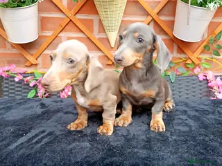 Miniature Dachshund dogs FULLY VAX MINIDAXIS KC REG PRA CLR - Advert 2