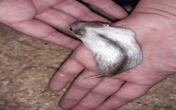 Hamster rodents for sale: Baby Chinese hamsters ready now  - Image 17