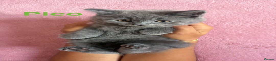 Pico