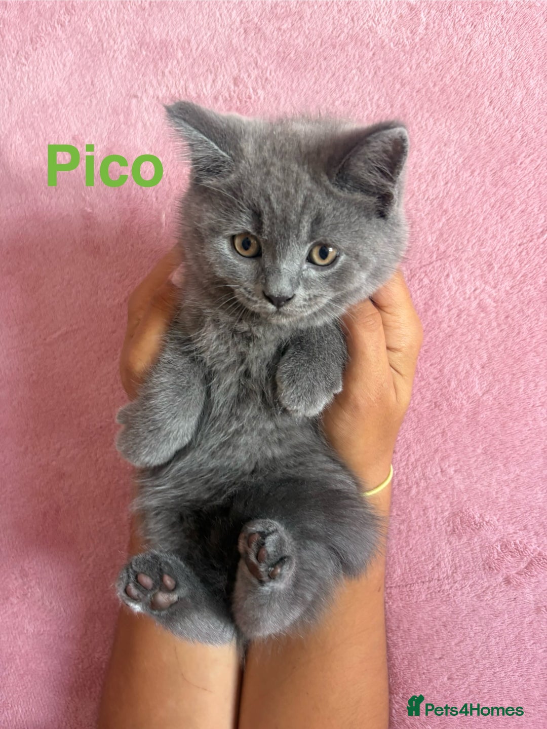 British Shorthair cats for sale: BSH Blue, White rare, Cream, Grey adorable kittens - Image 4
