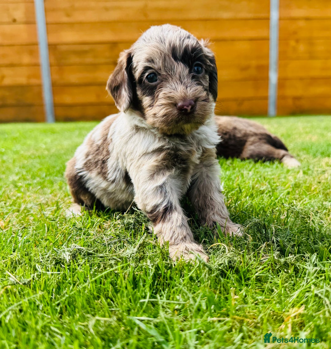 Cockapoo dogs for sale: Chocolate Merle Cockapoo Babies 🐾🐾🐾 - Image 14