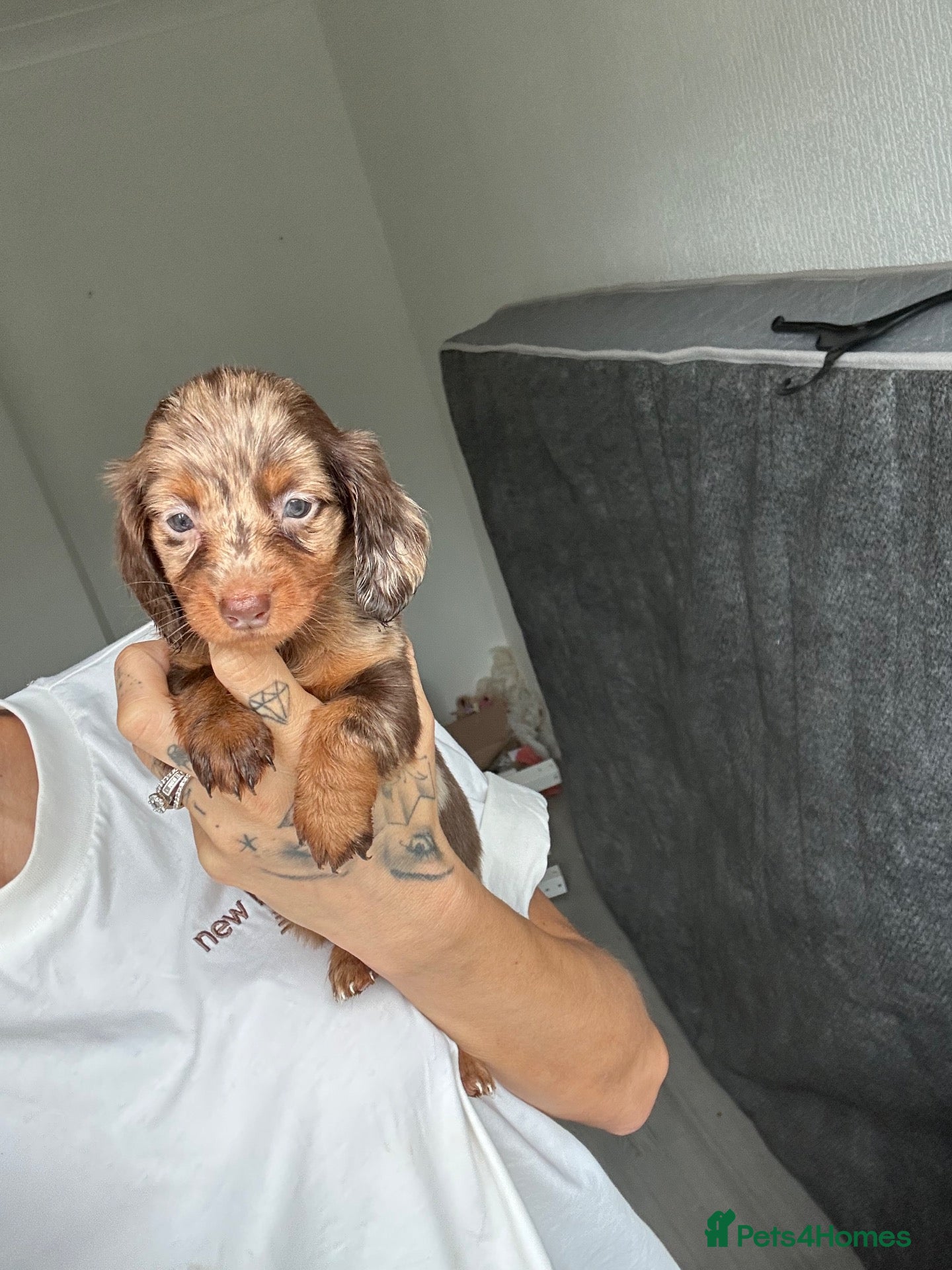 Miniature Dachshund dogs Miniature dachshund - Advert 2