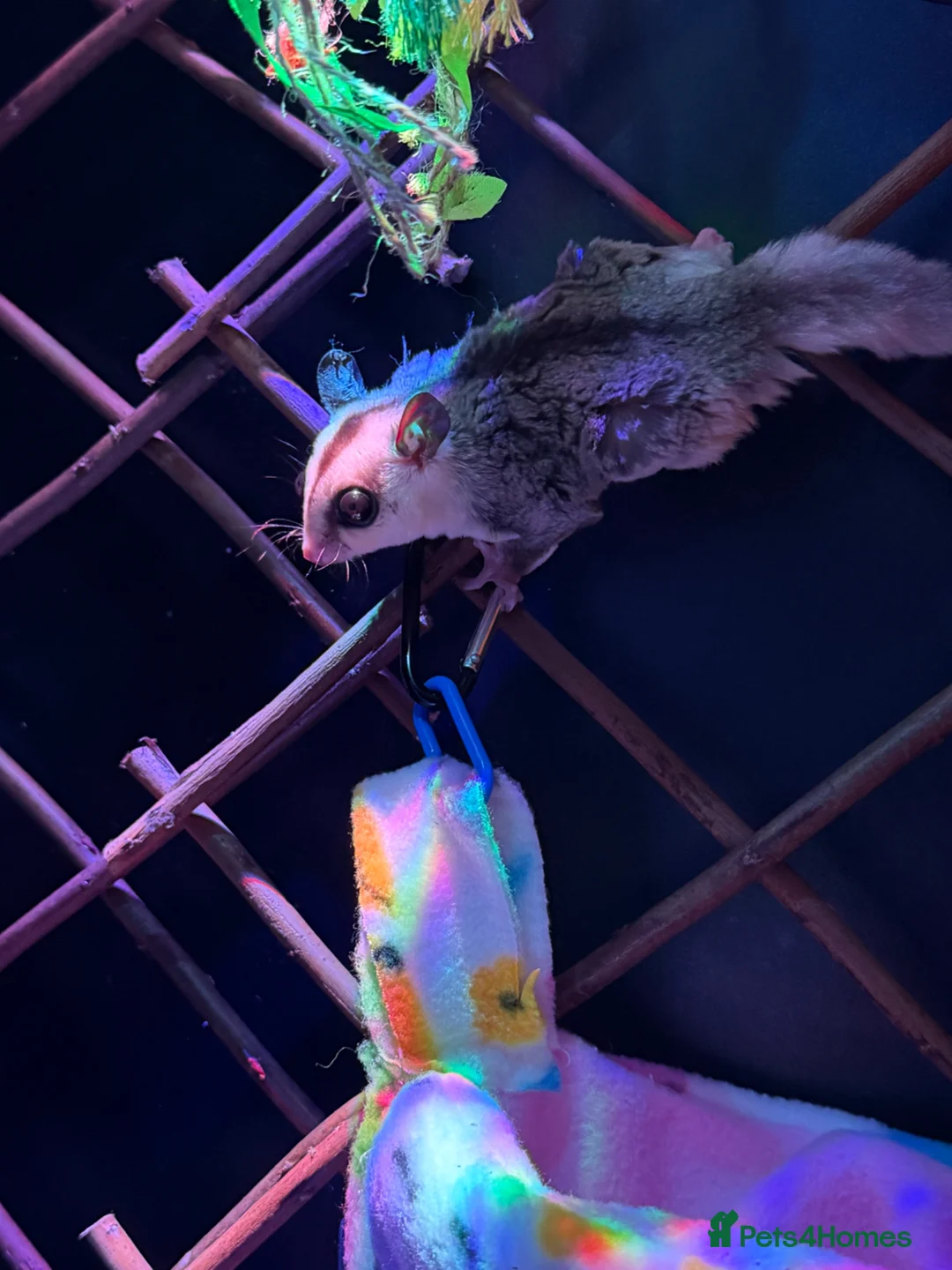 Sugar Glider rodents for sale: Sugar gliders.  in Alloa - Advert 13