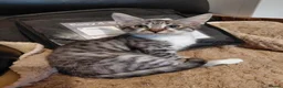 Mixed Breed cats for sale: 3/4maine coon x sphynx - Advert 3