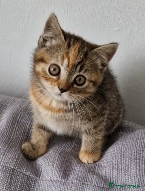 Mixed Breed cats  Female tortie kitten half British shorthair - Advert 1