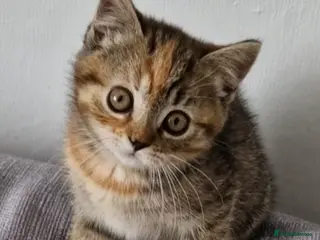 Mixed Breed cats Female tortie kitten half British shorthair - Advert 1