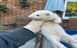 Ferret rodents for sale: Hobs for sale  - Image 5