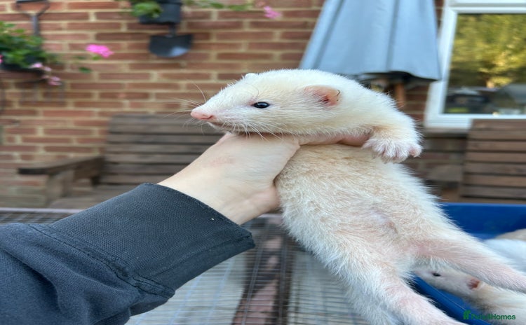 Ferret rodents for sale - Advert 1