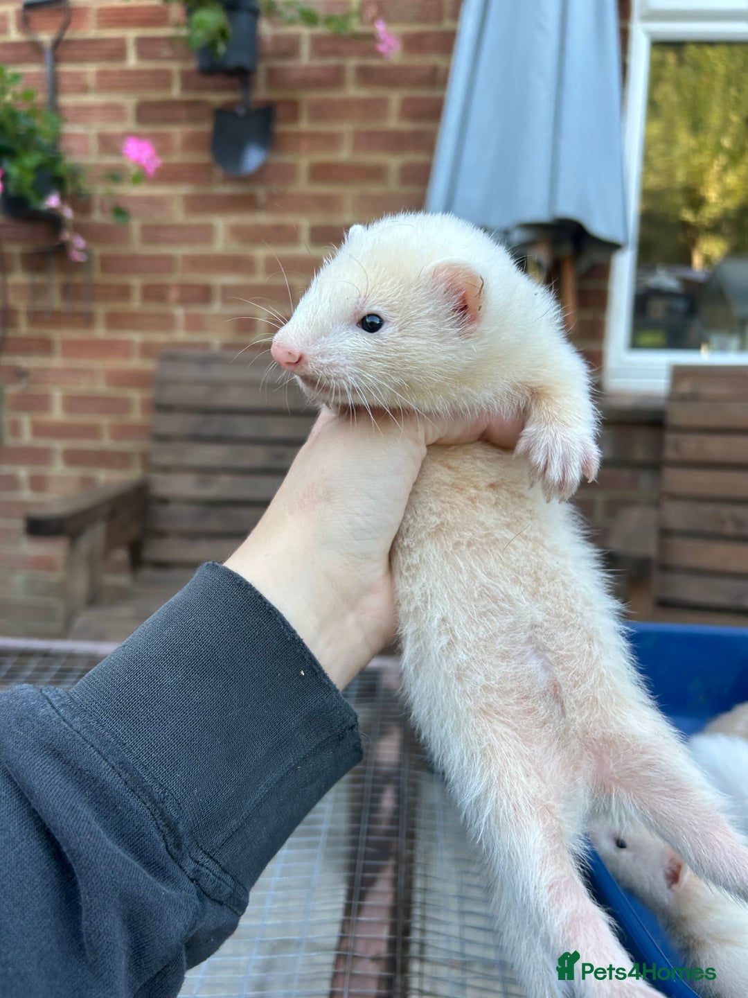 Ferret rodents for sale: Hobs for sale  - Image 5