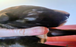 English Bull Terrier dogs for sale: ENGLISH BULL TERRIER,LITTER DUE 8TH OCTOBER  - Image 21