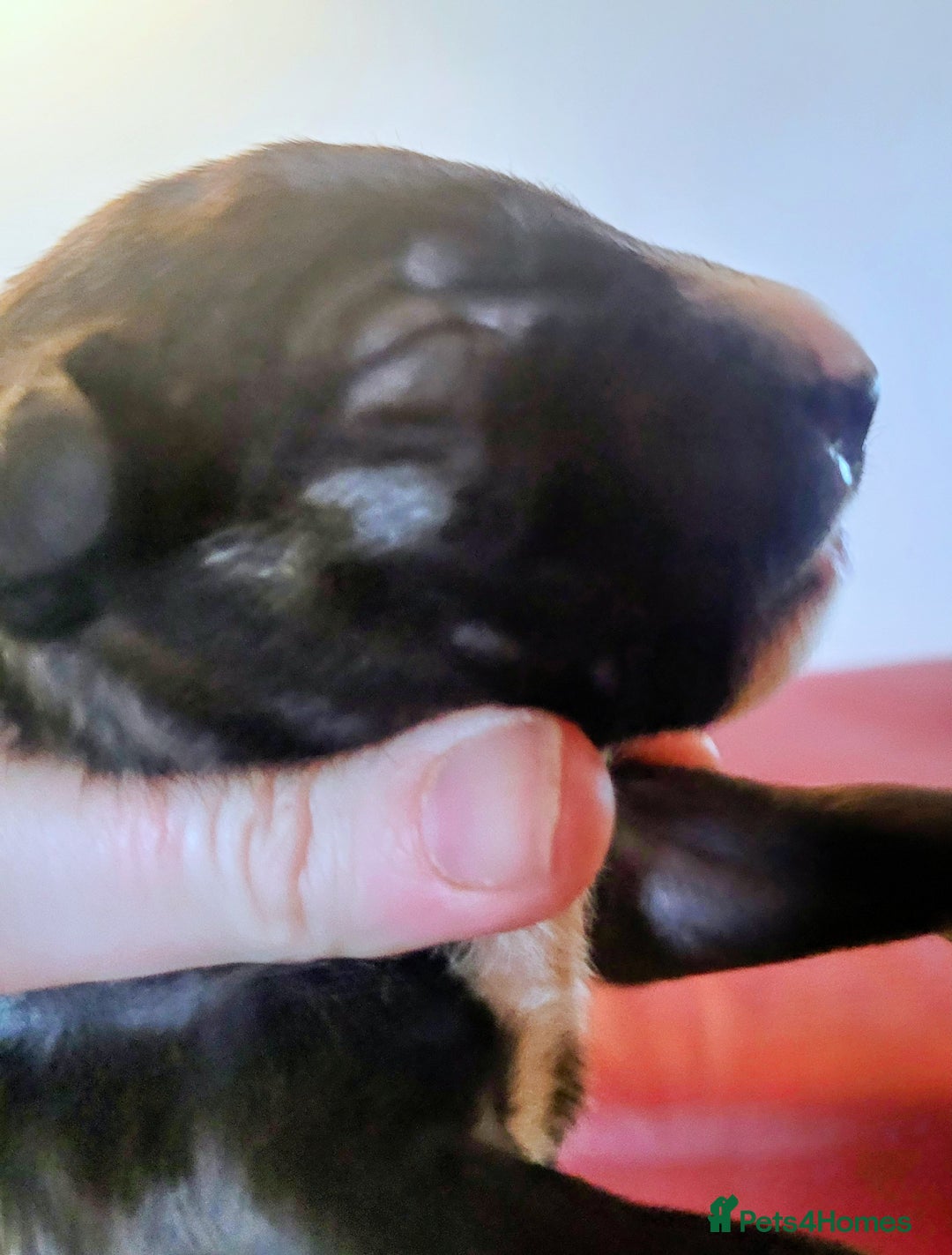 English Bull Terrier dogs for sale: ENGLISH BULL TERRIER,LITTER DUE 8TH OCTOBER  - Image 21