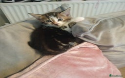 Mixed Breed cats for sale: From Our Loving Home to Yours - Image 4