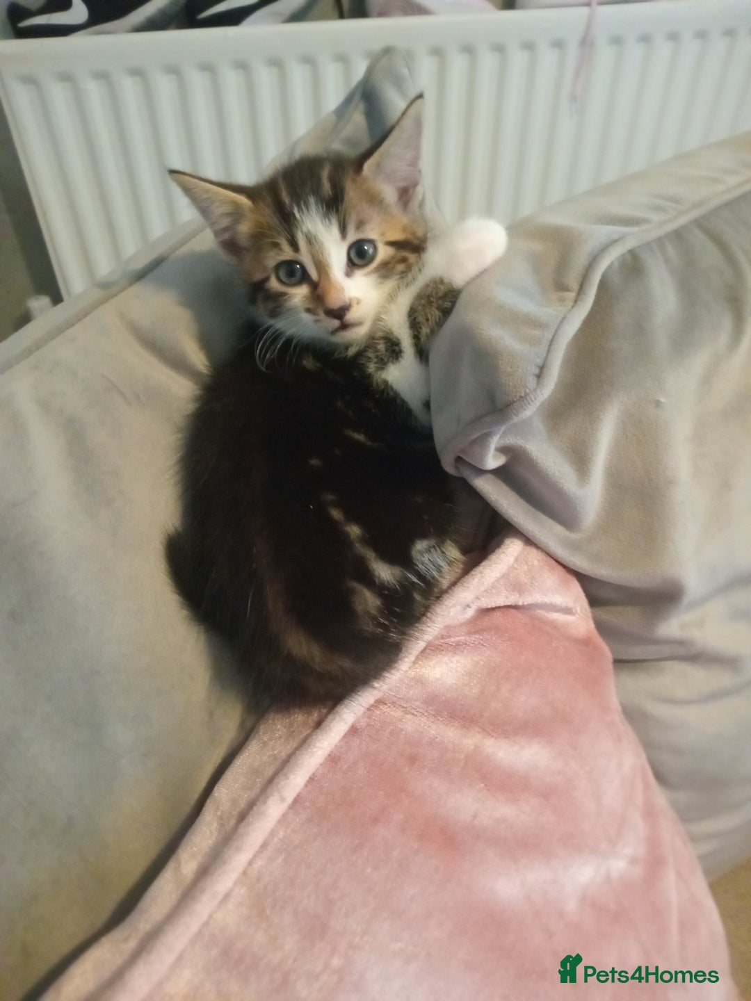 Mixed Breed cats for sale: From Our Loving Home to Yours - Image 4