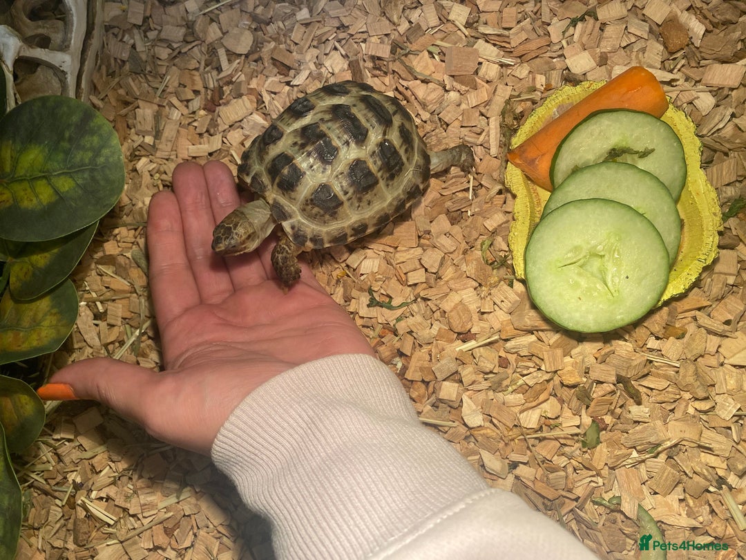 Tortoise reptiles for sale: Very Friendly Horsefield Tortoise - Image 5