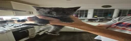 Mixed Breed cats for sale: Bouncy Kittens for Sale in Poole - Advert 5