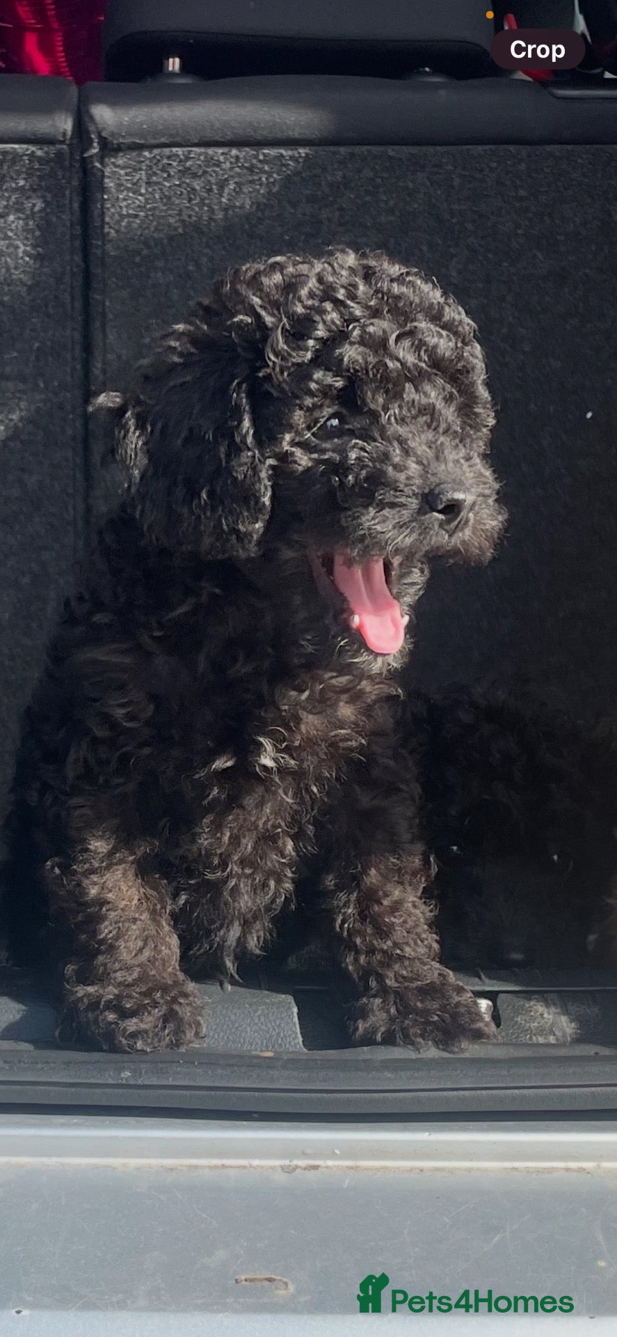 Toy Poodle dogs Meet William-our beautiful little poodle boy - Advert 3