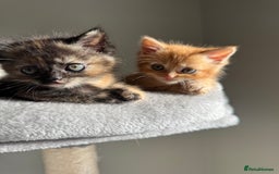 Persian cats for sale: mixed bombay and persian kittens  - Image 4