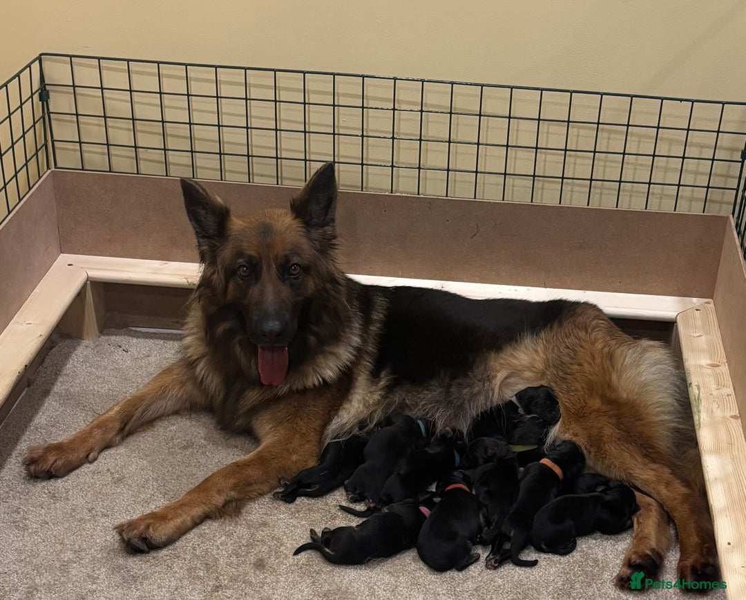 German Shepherd dogs for sale: Be my  **   - Advert 1