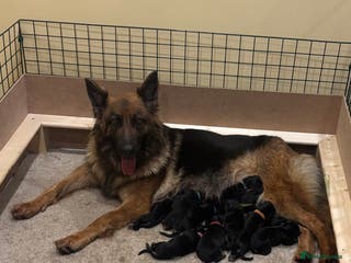 German Shepherd dogs Be my Valentine - Advert 7