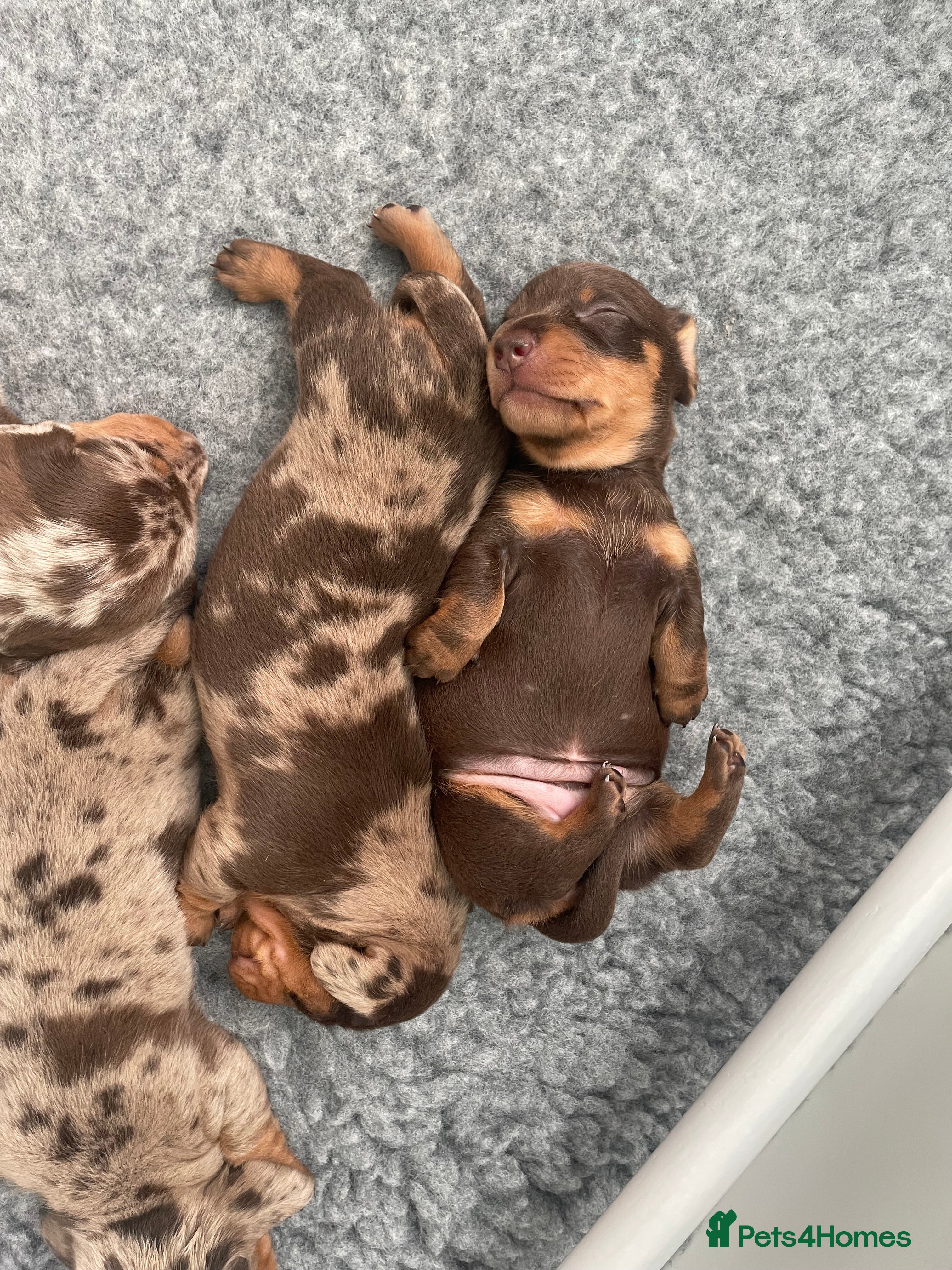 Dachshund dogs Dachshund  - Advert 4