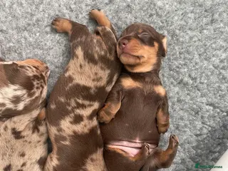 Dachshund dogs Dachshund - Advert 6