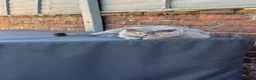 British Shorthair cats for sale: British shorthair  in Lytham Saint Annes - Advert 8
