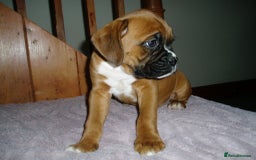 Boxer dogs for sale: Health Tested COI 1.5% KC Registered - Image 3