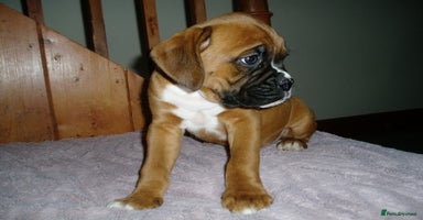 Boxer dogs - Advert 7