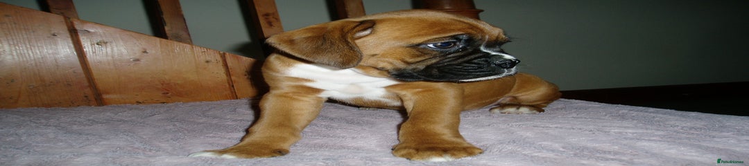 Boxer Puppy 8
