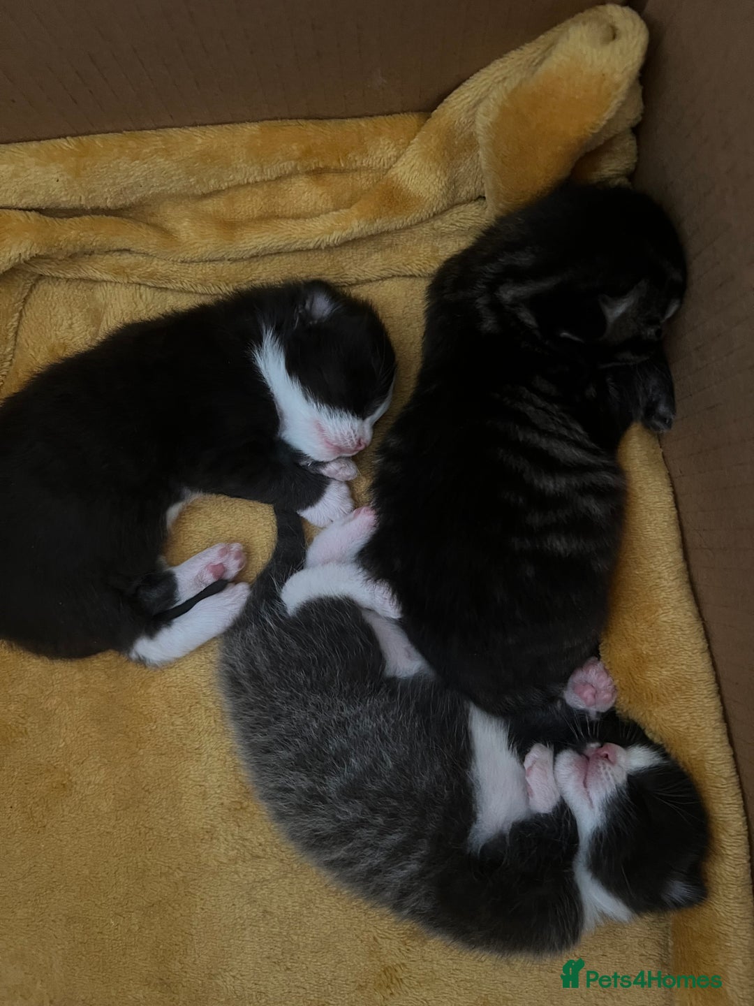 Mixed Breed cats for sale: Gorgeous kittens  - Image 3