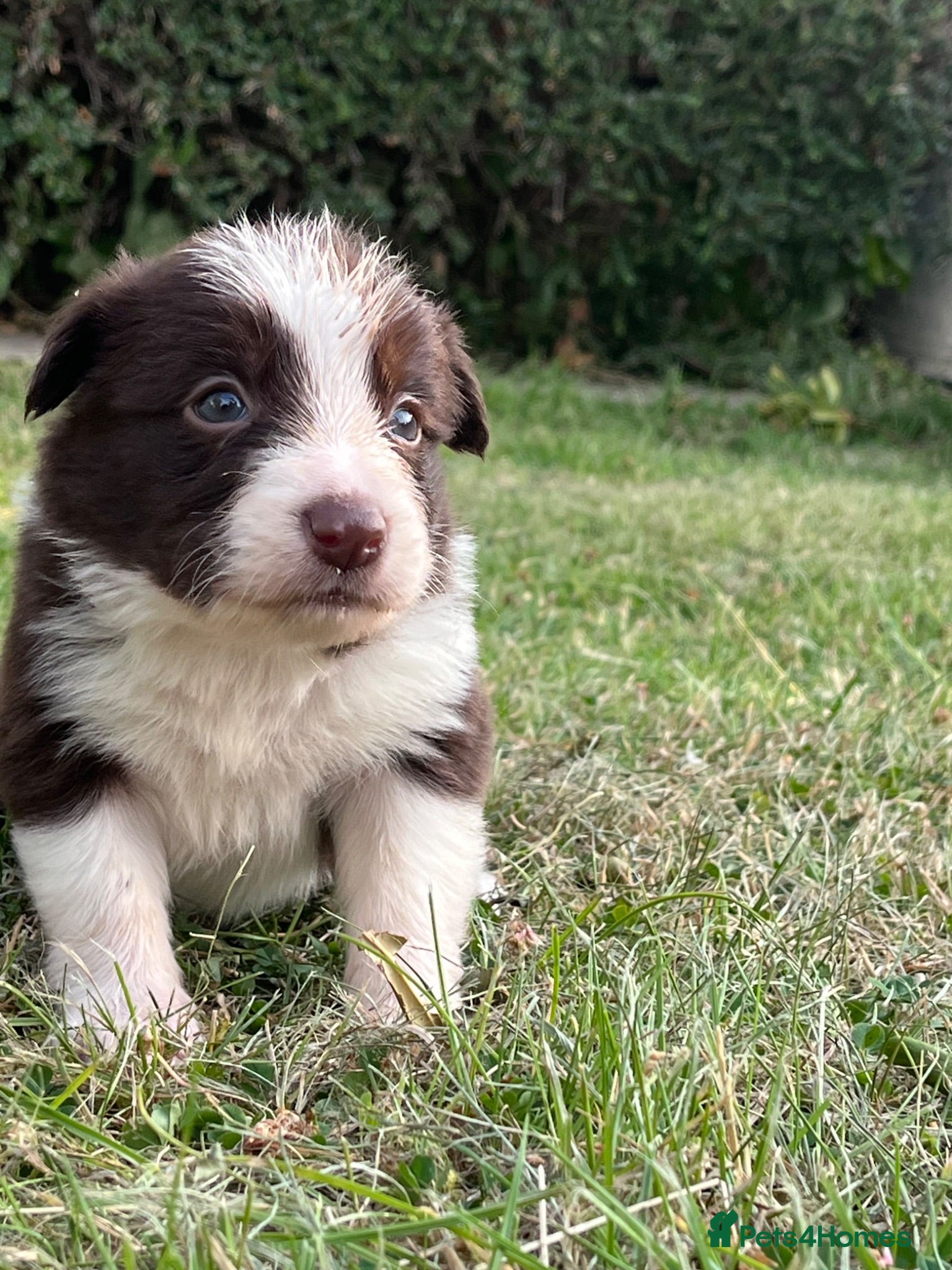 Border Collie dogs Border Collie Puppies Merles & Red and Whites - Advert 1