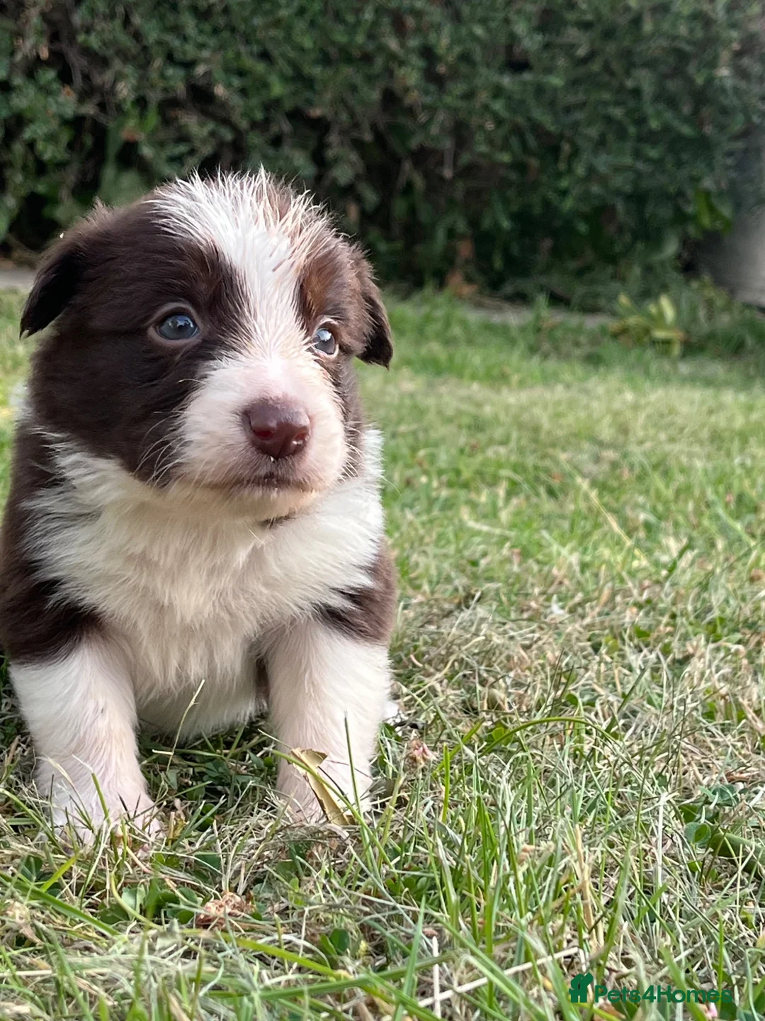 Border Collie dogs for sale: Border Collie Puppies Merles & Red and Whites - Advert 1