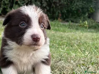 Border Collie dogs Border Collie Puppies Merles & Red and Whites - Advert 9