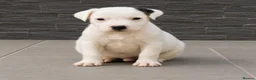 Parson Russell dogs for sale: Quality Parsons Russell Terrier Puppies - Advert 5