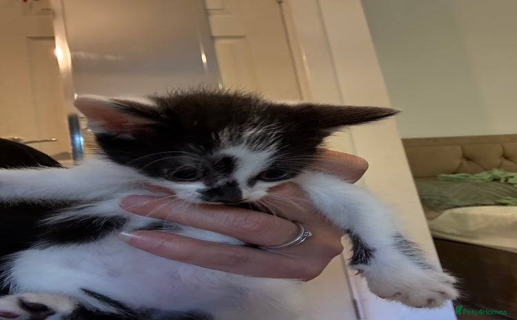 Domestic Shorthair cats - Advert 1