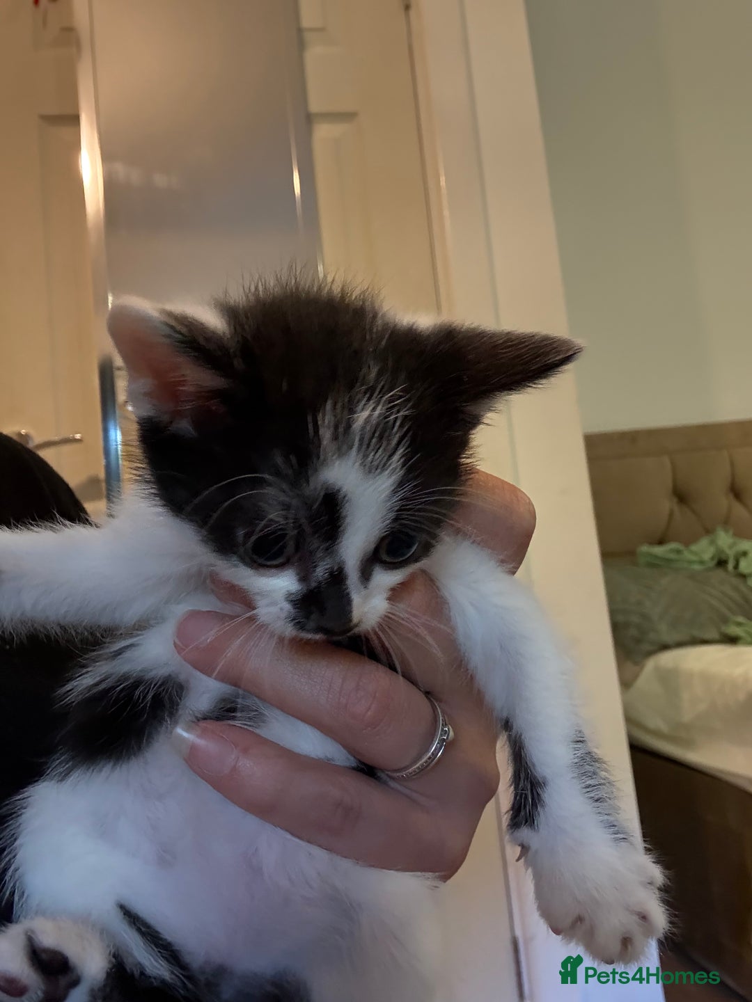 Domestic Shorthair cats for sale: Domestic short hair kittens  - Image 1