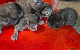 Maine Coon cats for sale: Tica maine coon kitten  - Advert 4