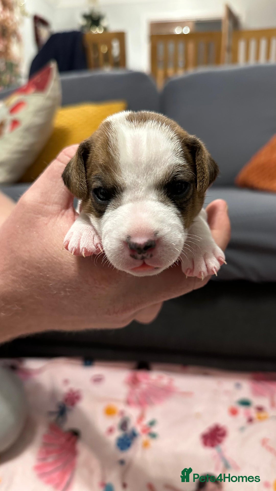 Parson Russell dogs for sale: KC registered Parsons Terriers - Advert 11