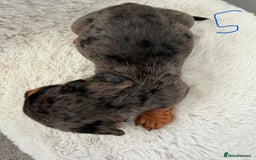 Mixed Breed dogs for sale: Docker dachshund ** paniel puppies  - Image 4