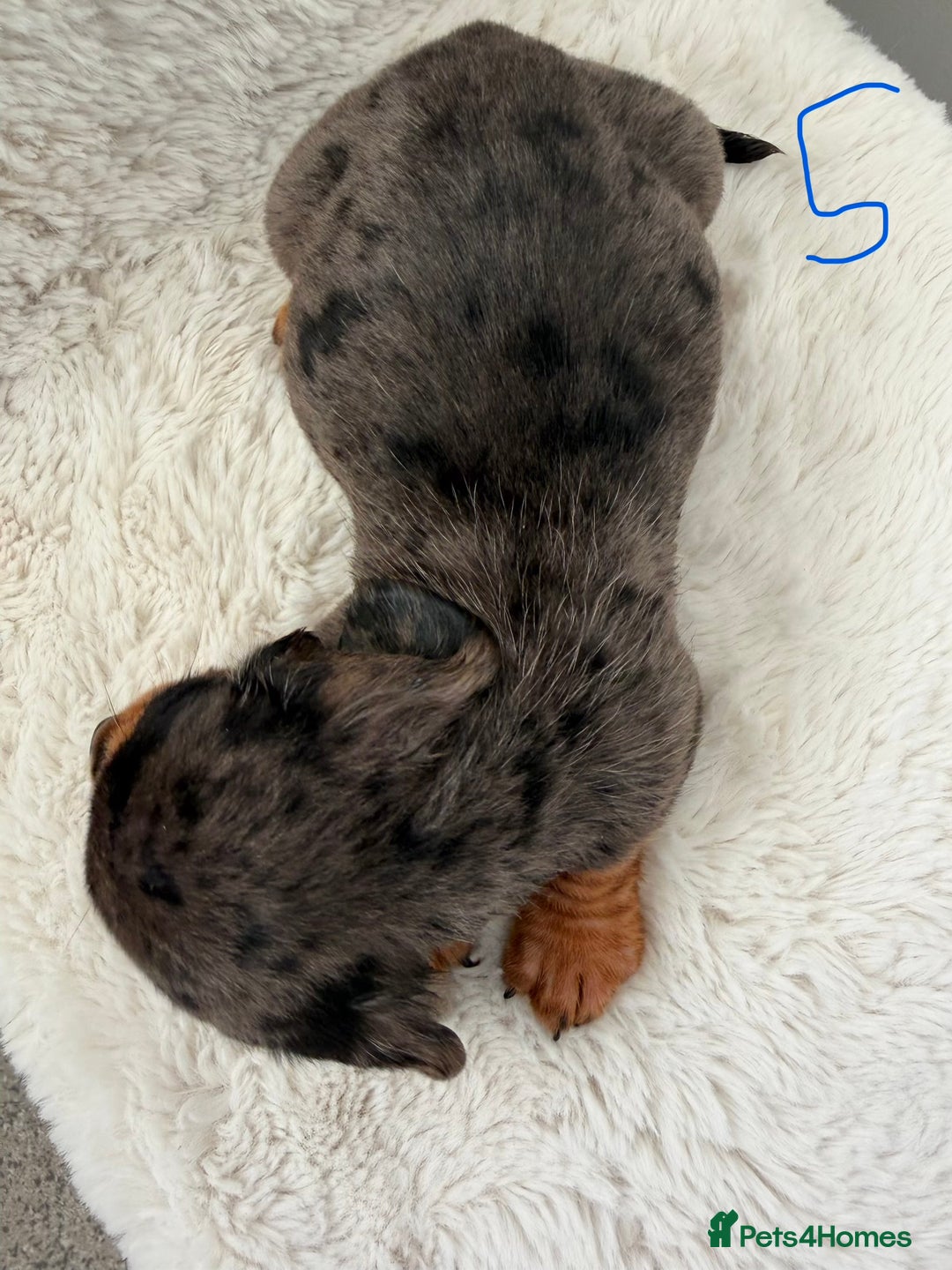 Mixed Breed dogs for sale: Docker dachshund ** paniel puppies  - Image 4
