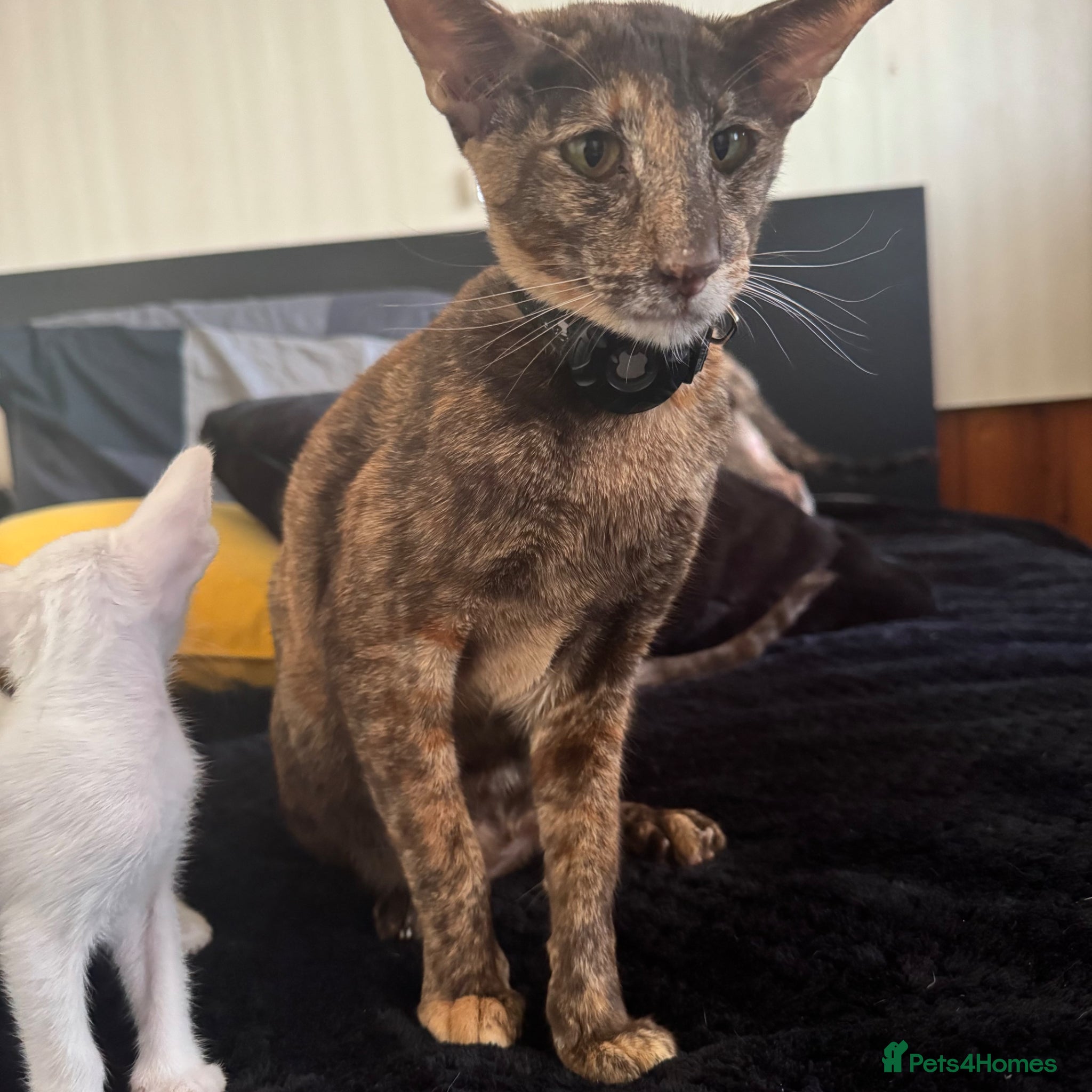 Oriental cats Beautiful kittens  - Advert 2