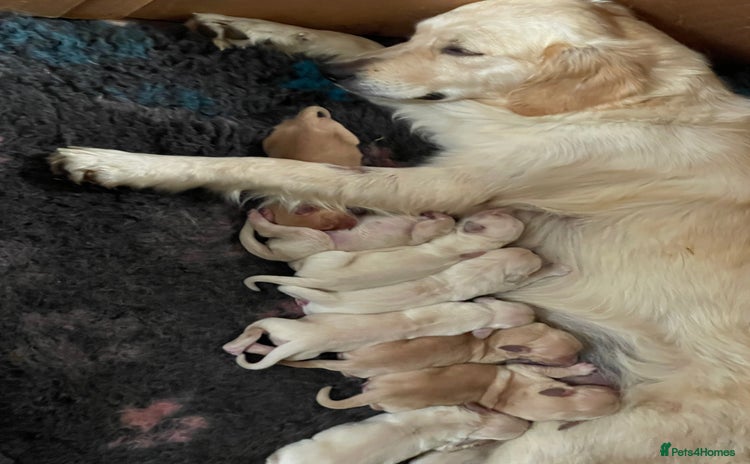 Golden Retriever dogs - Advert 7